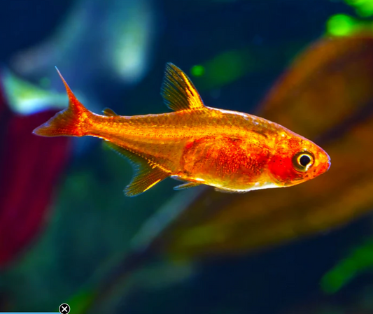 EMBER TETRA