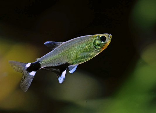 WHITE SPOTTED TETRA