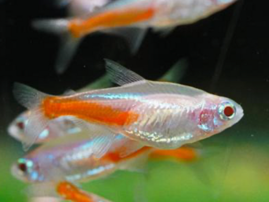 NEON TETRA ALBINO