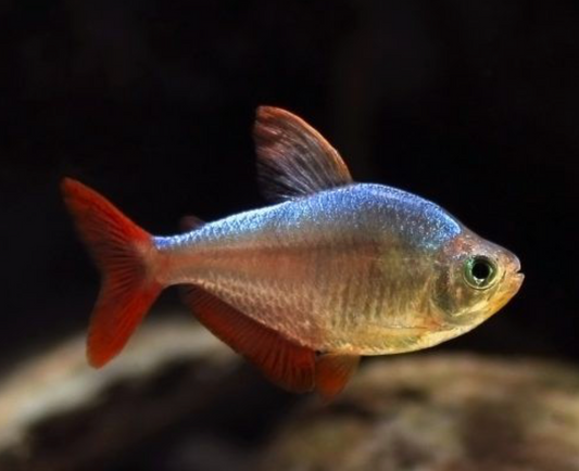 COLOMBIA TETRA