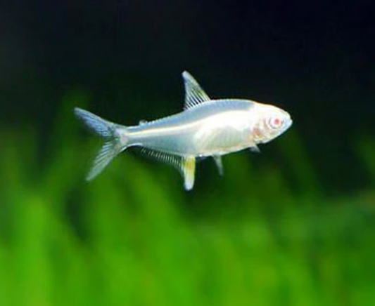 ALBINO LEMON TETRA