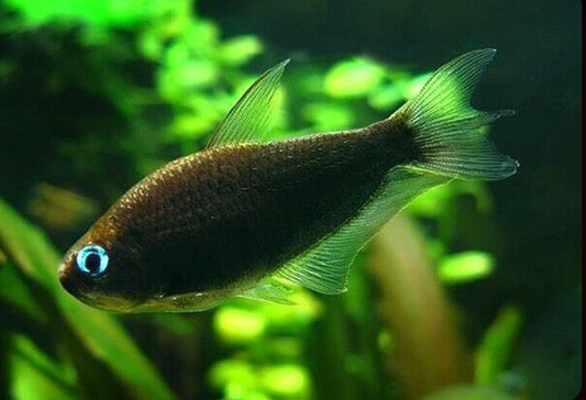 BLACK EMPEROR TETRA