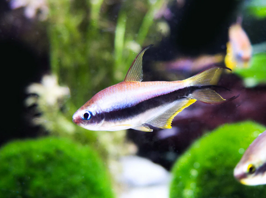 EMPEROR TETRA
