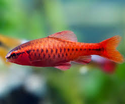 Cherry Barb Tropical fish