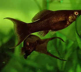 chocolate lyretail molly set