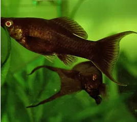 chocolate-lyretail-molly