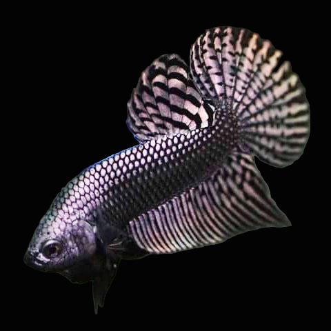 copper alien wild male betta