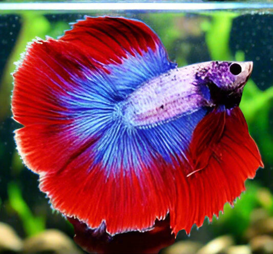 Double tail flag pattern male betta