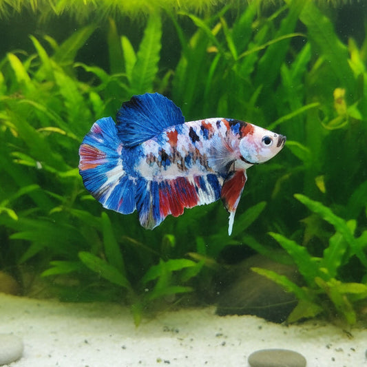 Fancy Marble plakat male betta
