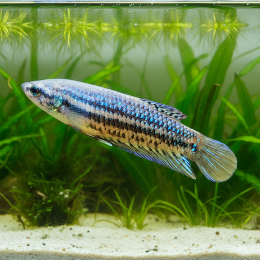 Female_Betta_Imbellis_Yellow_Tail