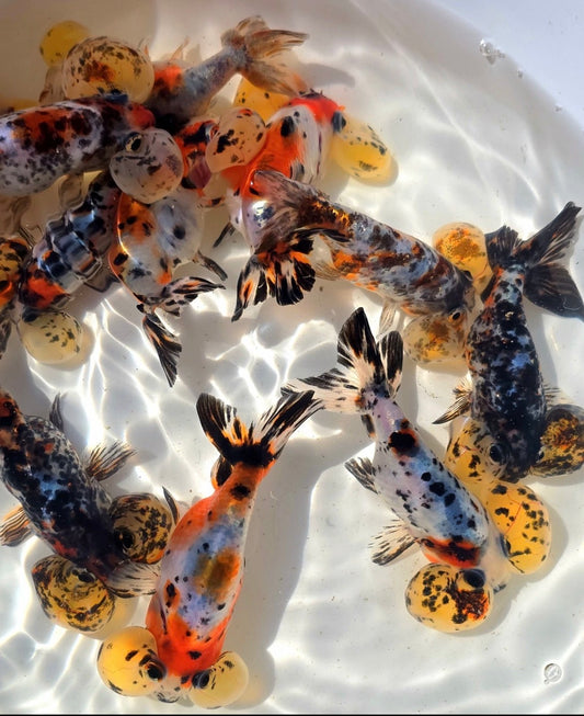 Calico Bubble Eye | Seller’s Choice