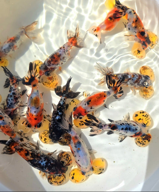 Calico Bubble Eye | Seller’s Choice