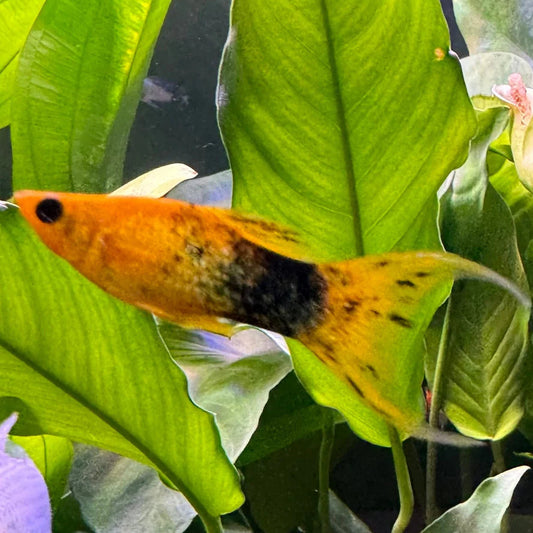 gold dust lyretail molly