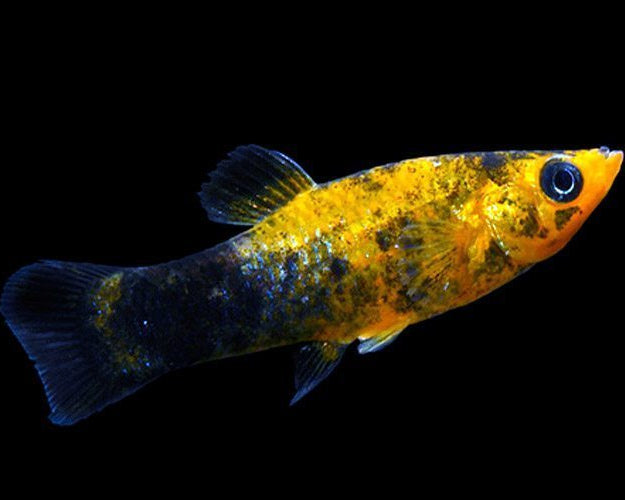 gold metallic spot molly