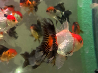 Tri-color Oranda Thai goldfish