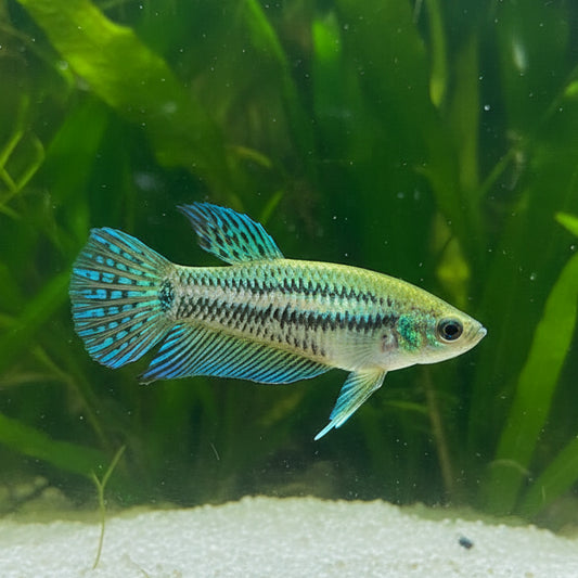 Green Mahachai Wild Female Betta 