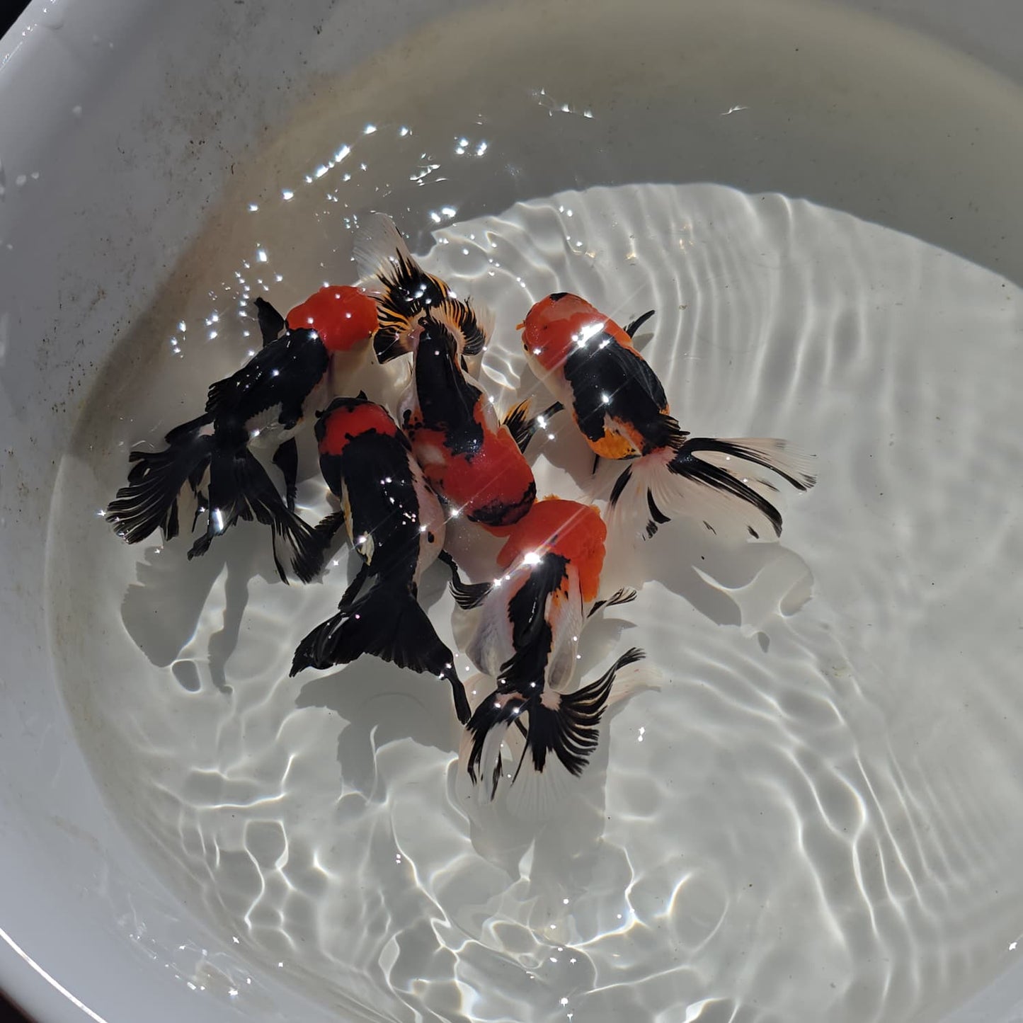 Show grade Tricolor Oranda with red wen