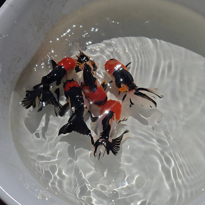 Show grade Tricolor Oranda with red wen
