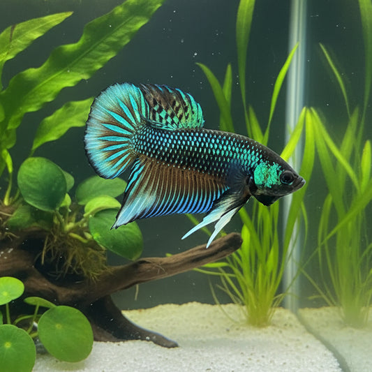 Green Imbellis Yellow Tail Wild Male Betta (pack of 5)