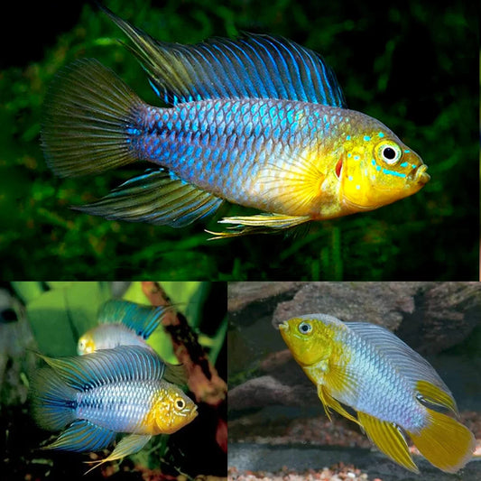 APISTOGRAMMA BORELLI - YELLOW BLUE