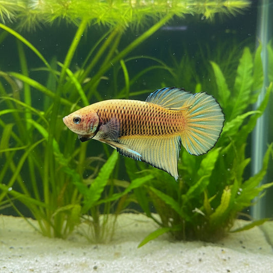 Yellow Splendens Wild Female Betta (pack of 5)