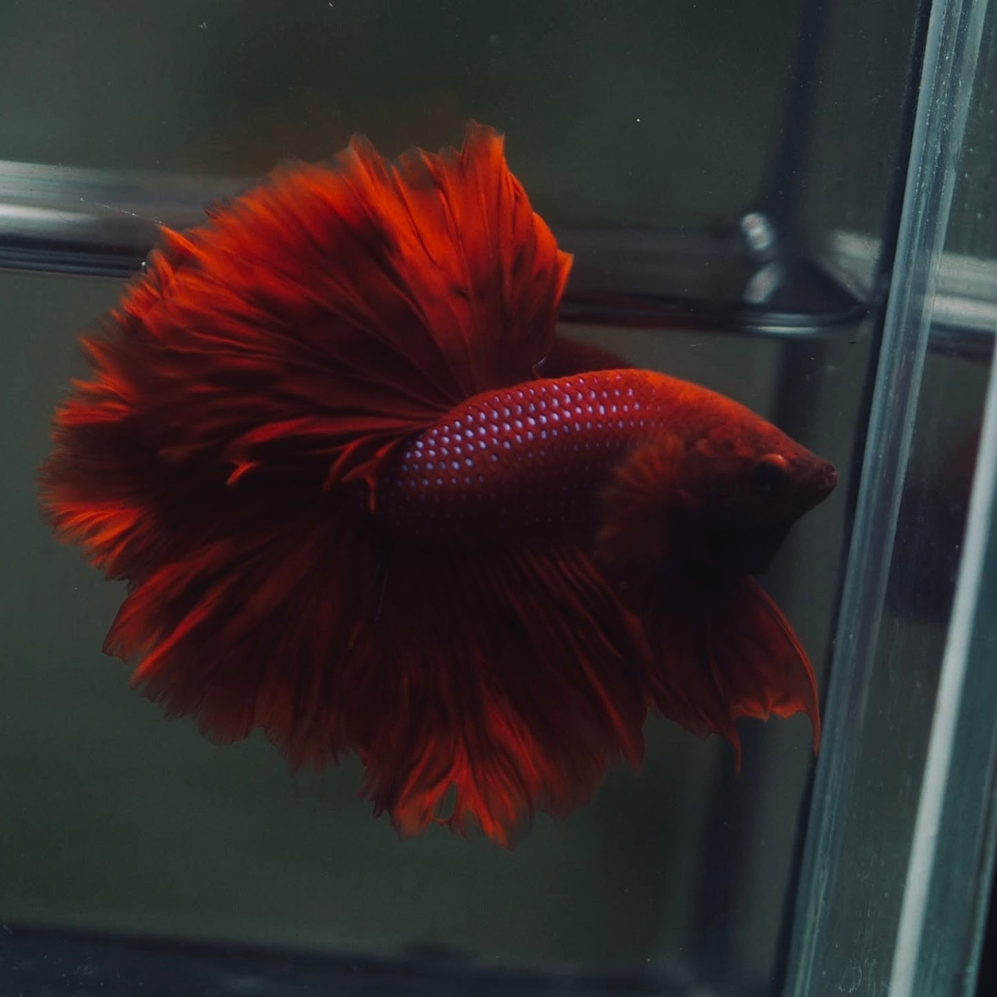 Blood Red Rosetail Halfmoon Male Betta I Seller's Choice