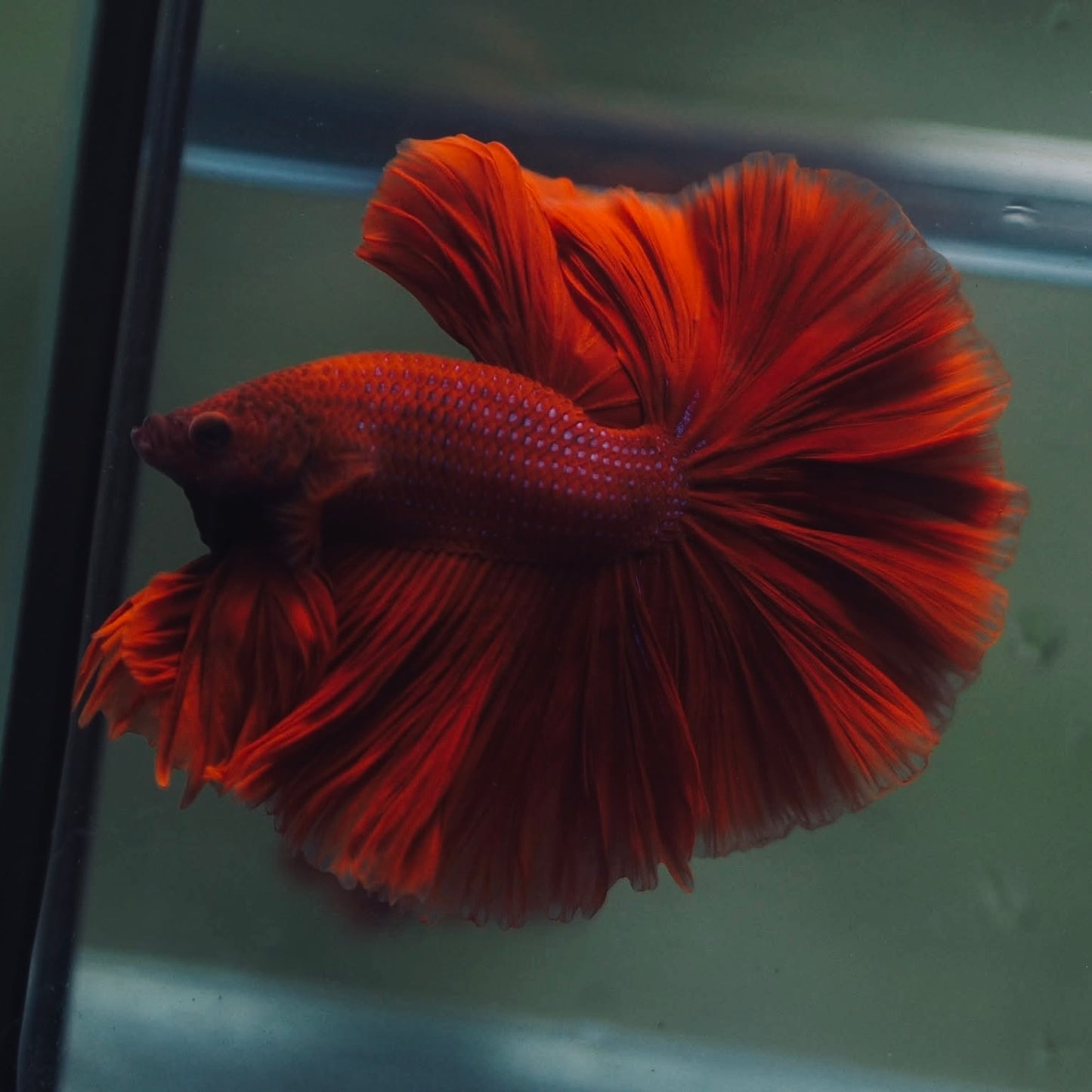 Blood Red Rosetail Halfmoon Male Betta I Seller's Choice