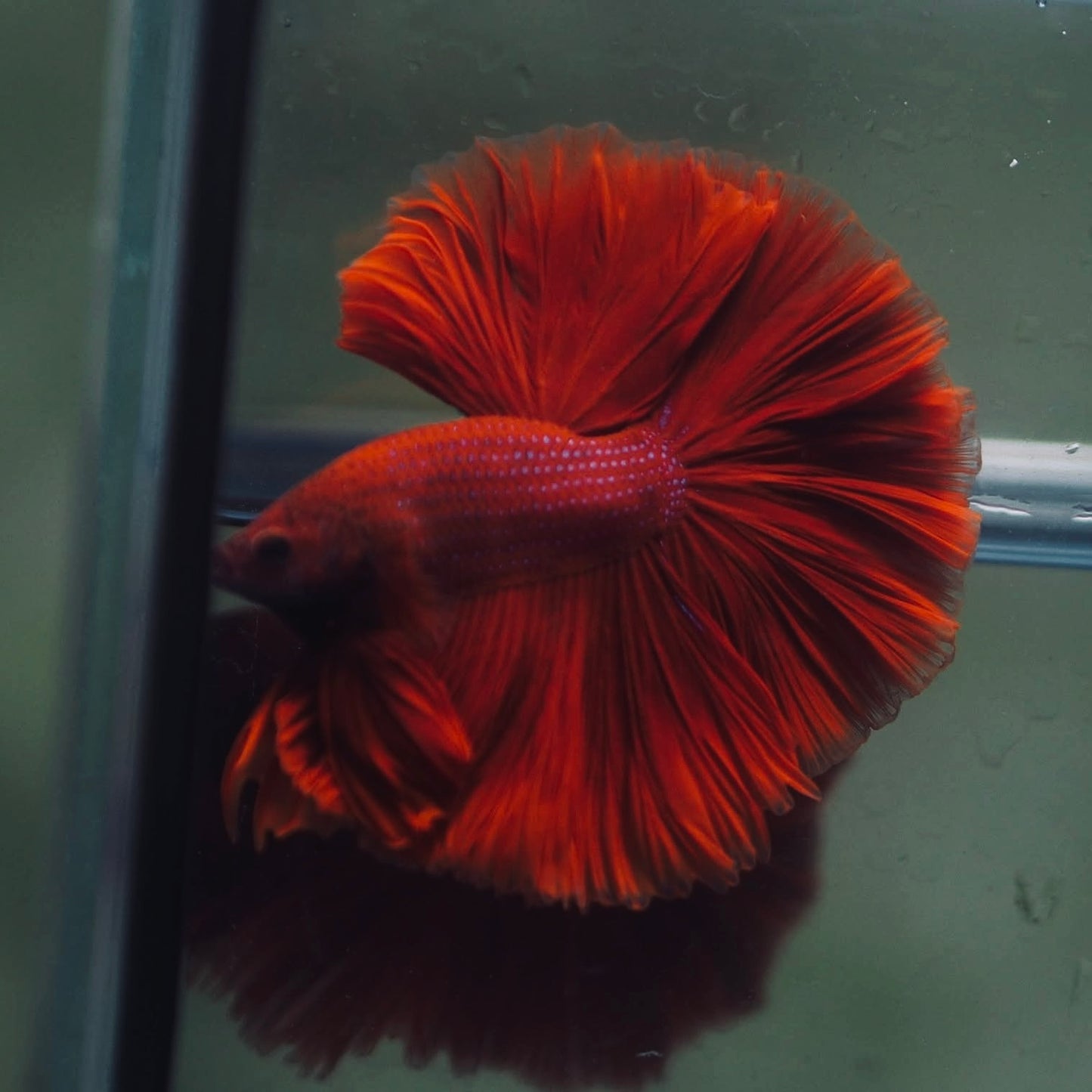 Blood Red Rosetail Halfmoon Male Betta I Seller's Choice