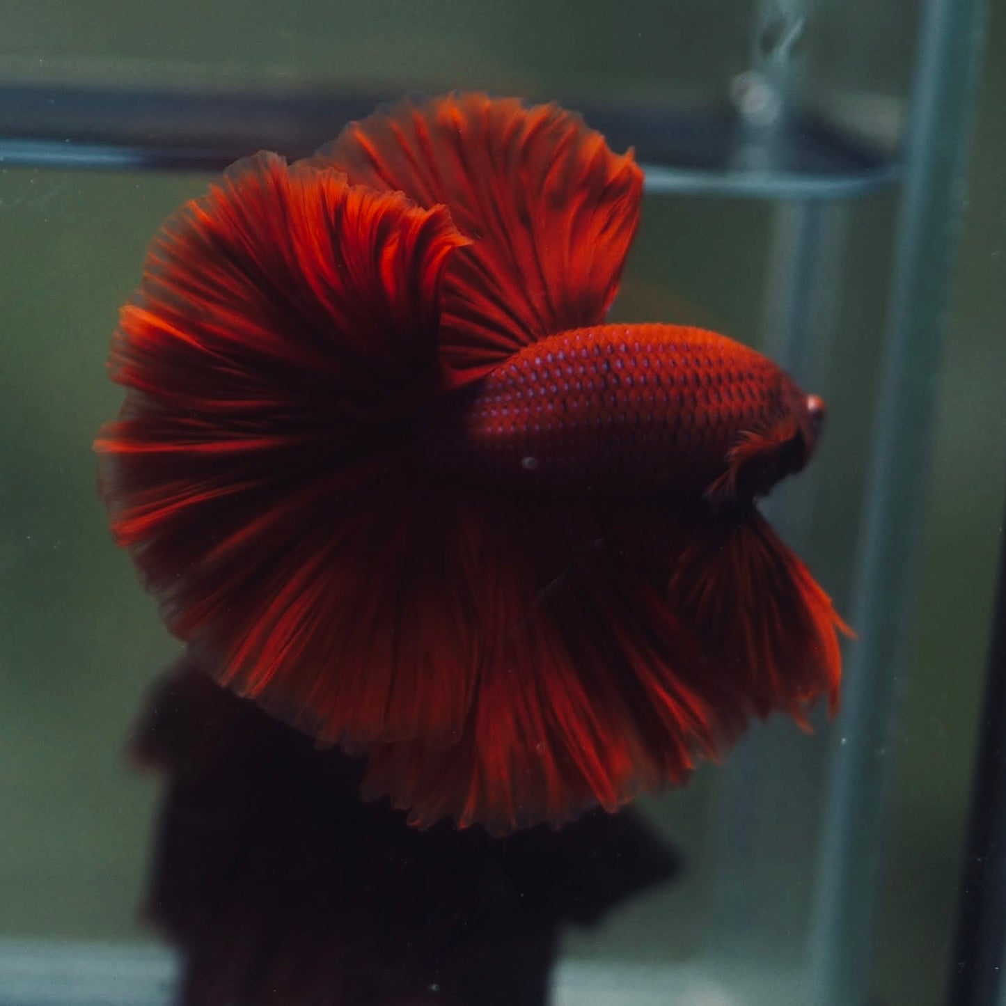 Blood Red Rosetail Halfmoon Male Betta I Seller's Choice