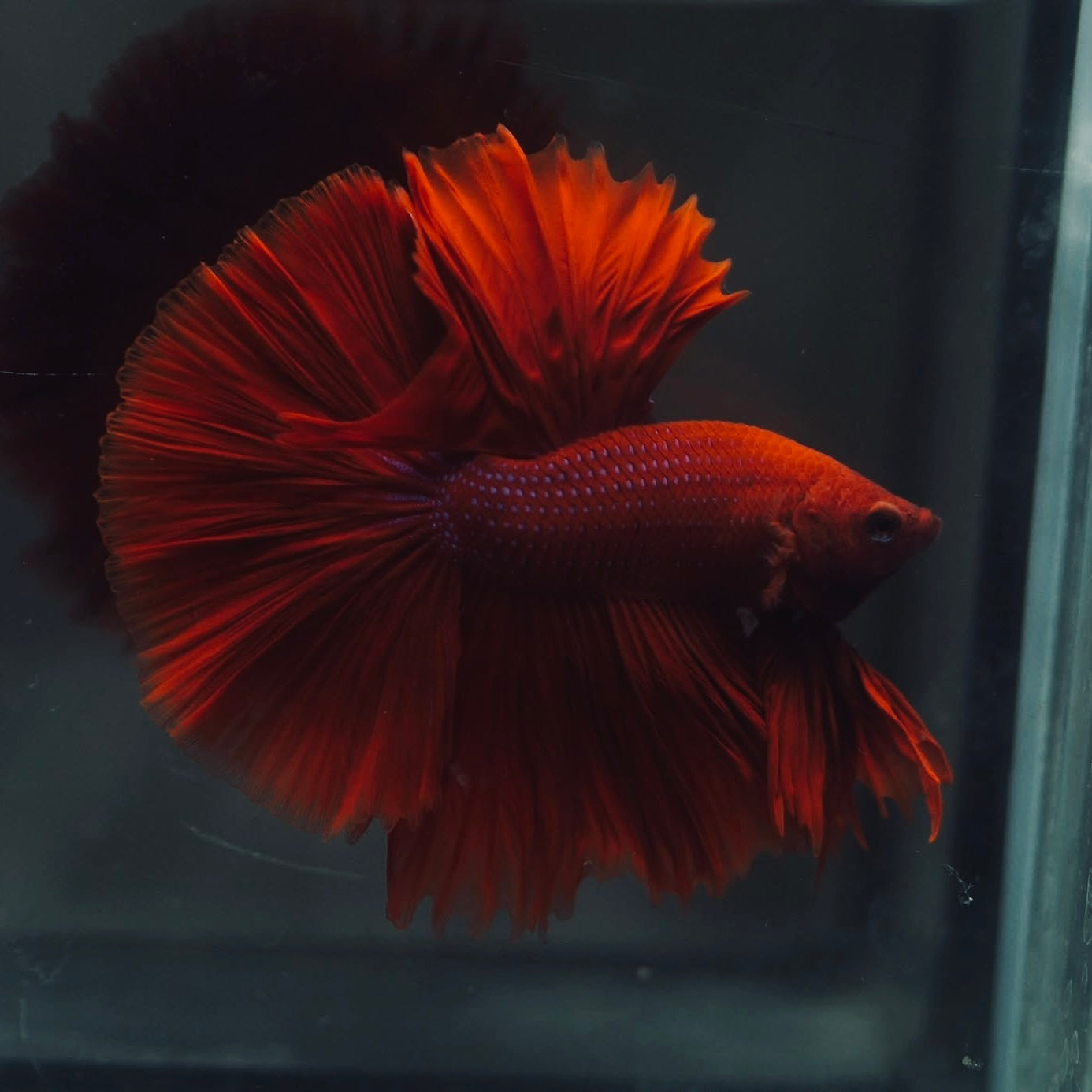 Blood Red Rosetail Halfmoon Male Betta I Seller's Choice