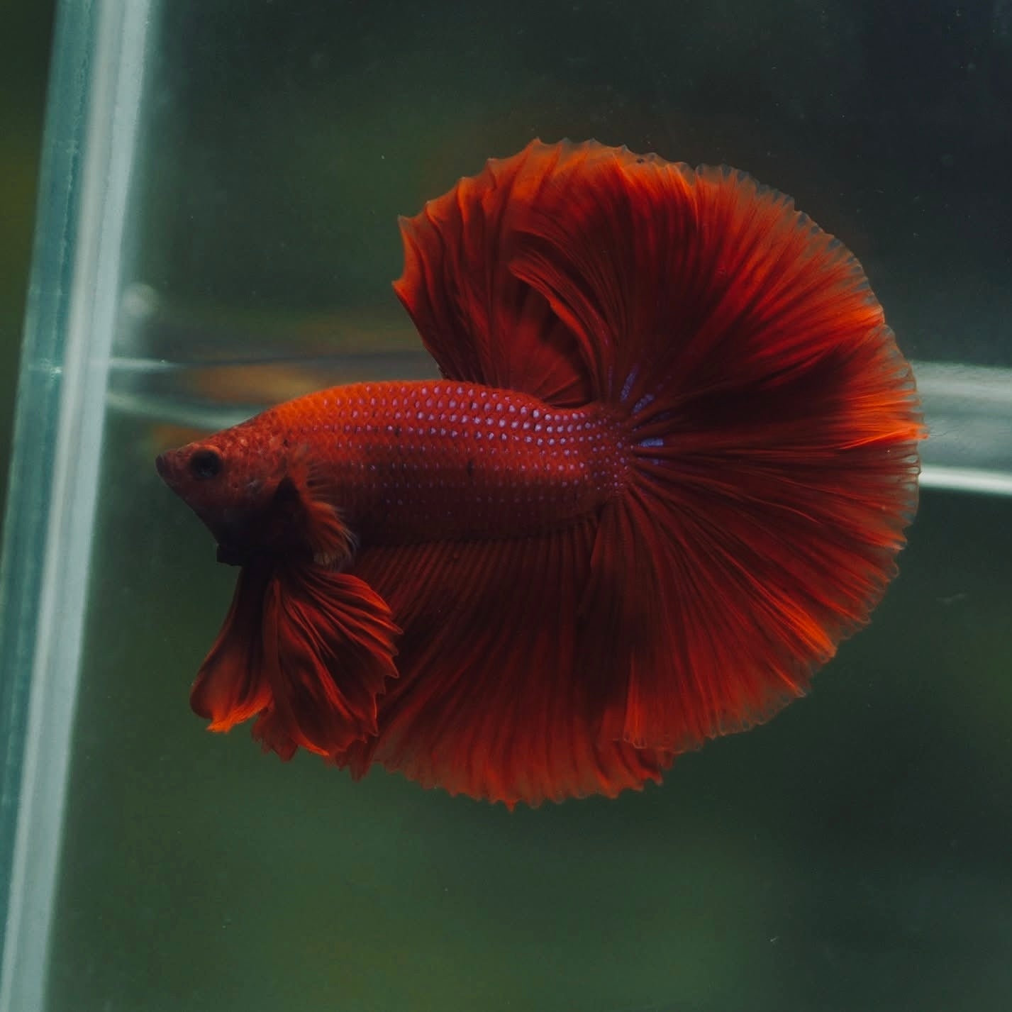 Blood Red Rosetail Halfmoon Male Betta I Seller's Choice
