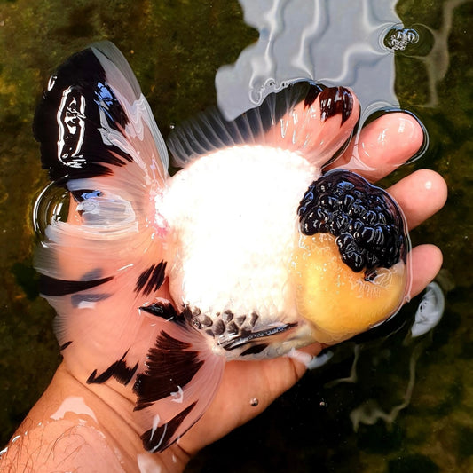 Premium Thai Panda Oranda Goldfish – Live Fancy Goldfish | Seller’s Choice
