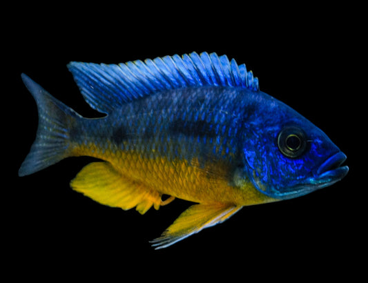 Insignus African Cichlid