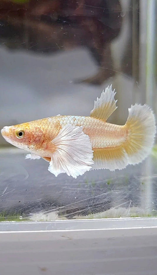 Pineapple Dumbo Ear Plakat Female Betta (pack of 5)
