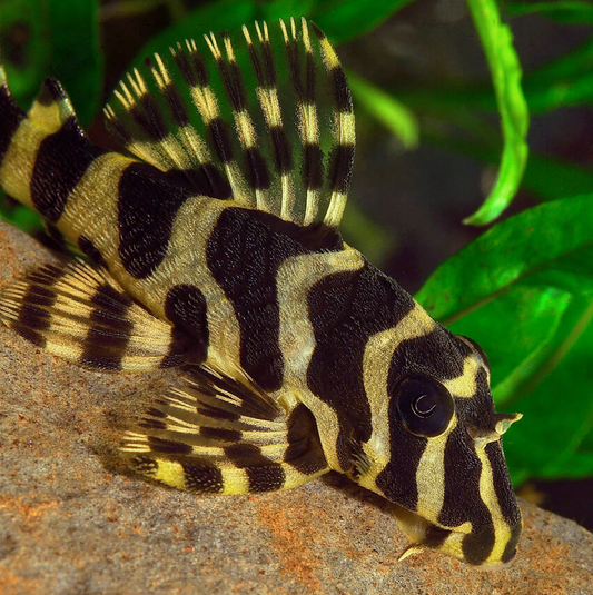 L-134 - Leopard Frog Pleco