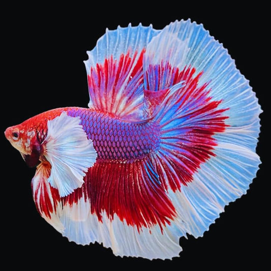 Lavender dumbo ear halfmoon male betta
