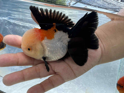 Lemon Head Premium select Tricolor Oranda