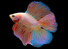 Light Tone Male Betta Double Tail