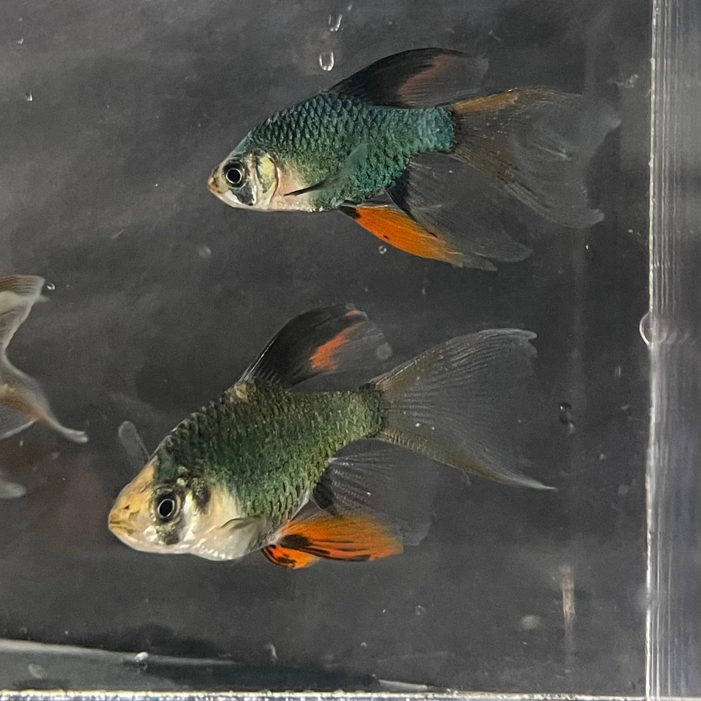 long fin green tiger barb