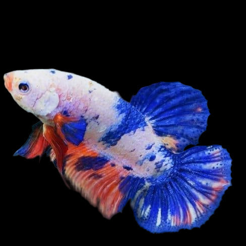marble giant plakat male betta