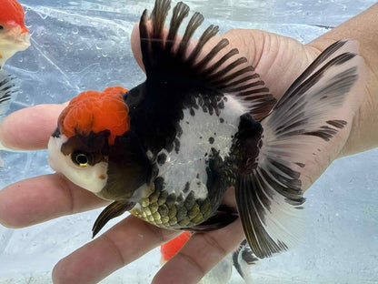 Medium breed Thailand tricolor Oranda 