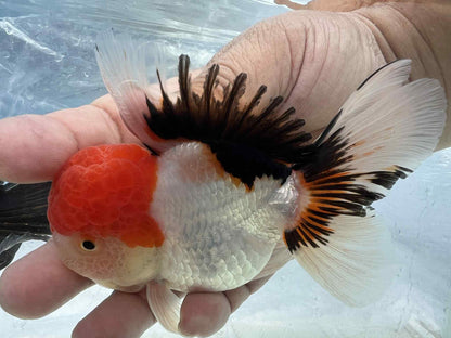 Medium breed hand selected Thai Oranda Goldfish