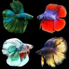 Mix Color Double Tail Male Betta