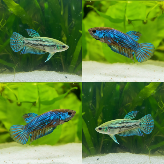 Mixed Color Mahachai Wild Female Betta