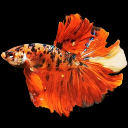 nemo galaxy koi halfmoon male betta fish