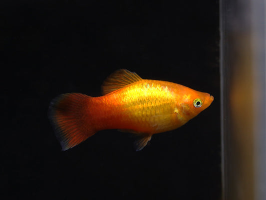 PLATIES - NEON ORANGE PLATY