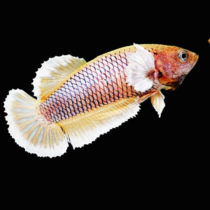 pineapple dumbo plakat female betta