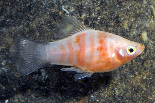 PLATIES - TIGER COMET PLATY
