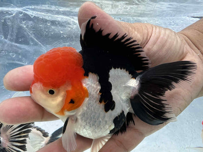 Fancy tricolor Oranda 