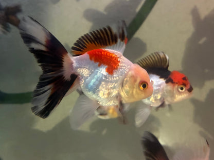 Tri-color Oranda Thai goldfish